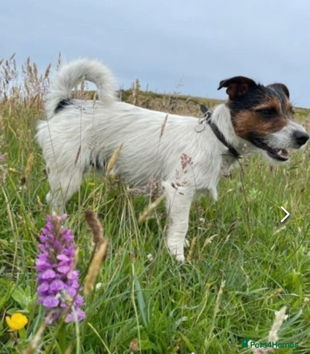 Jack Russell dogs for stud: Jack Russell available for stud in Shrewsbury - Advert 1