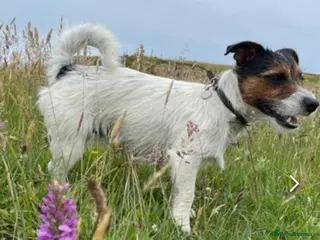Jack Russell dogs Jack Russell available for stud in Shrewsbury - Advert 7