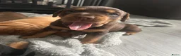 Mixed Breed dogs for sale: Beautiful puppers seeking their forever homes.  - Advert 6
