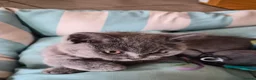 British Shorthair cats for sale:  🐾🎀 BSH 🎀🐾 GCCF/Fully vaccinated - Advert 35