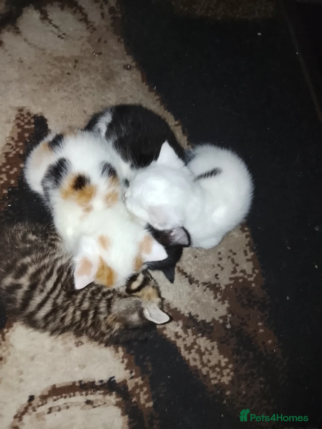 British Longhair cats for sale: Girls,and boys - Advert 2