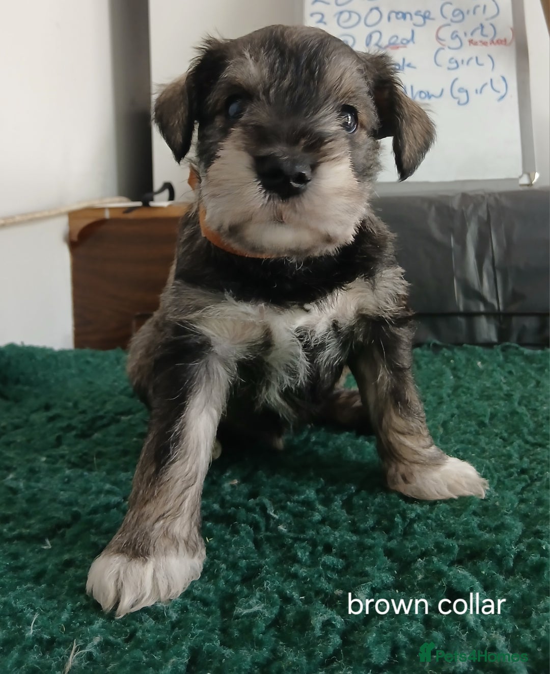 Miniature Schnauzer dogs for sale: Beautiful miniature shnauzers  - Image 16
