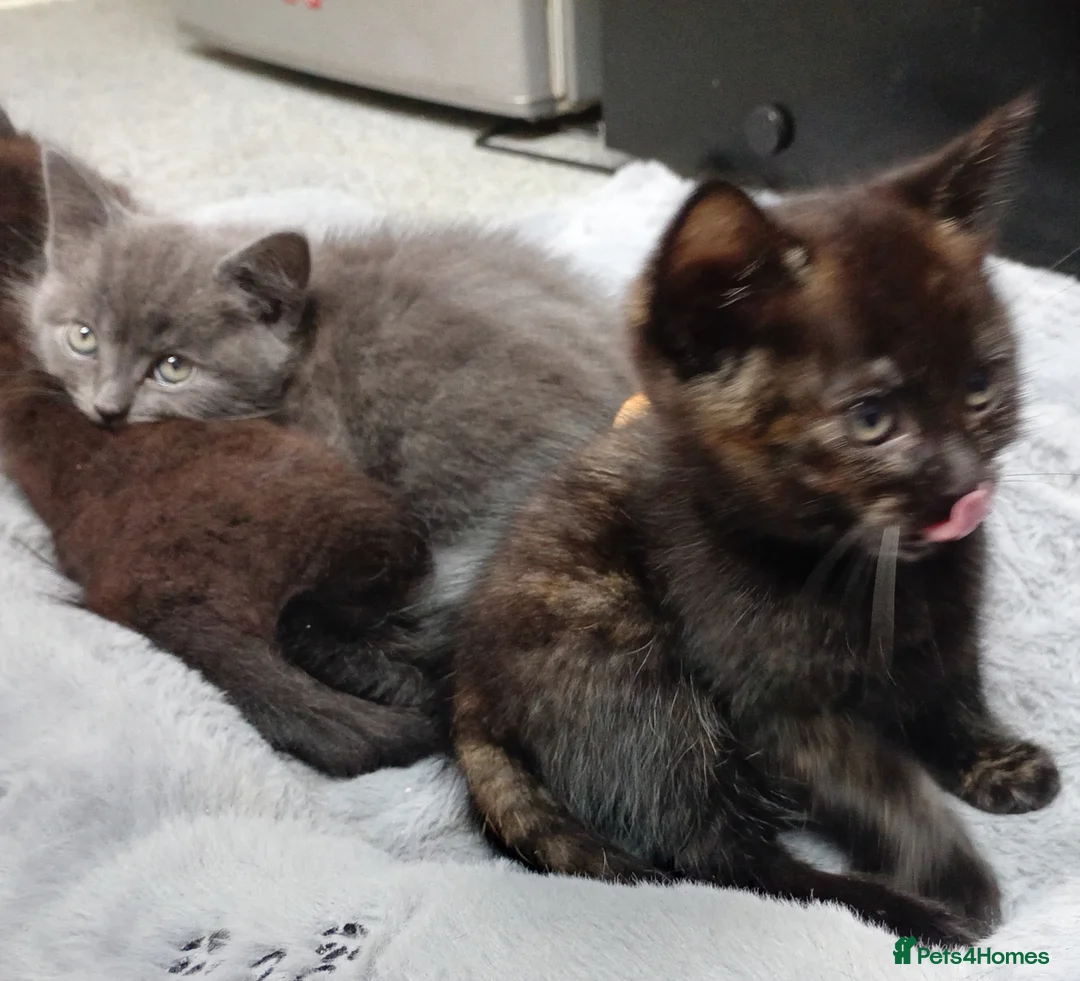 Mixed Breed cats for sale: Full Gray Boy & Tortoiseshell Girl  - Advert 2