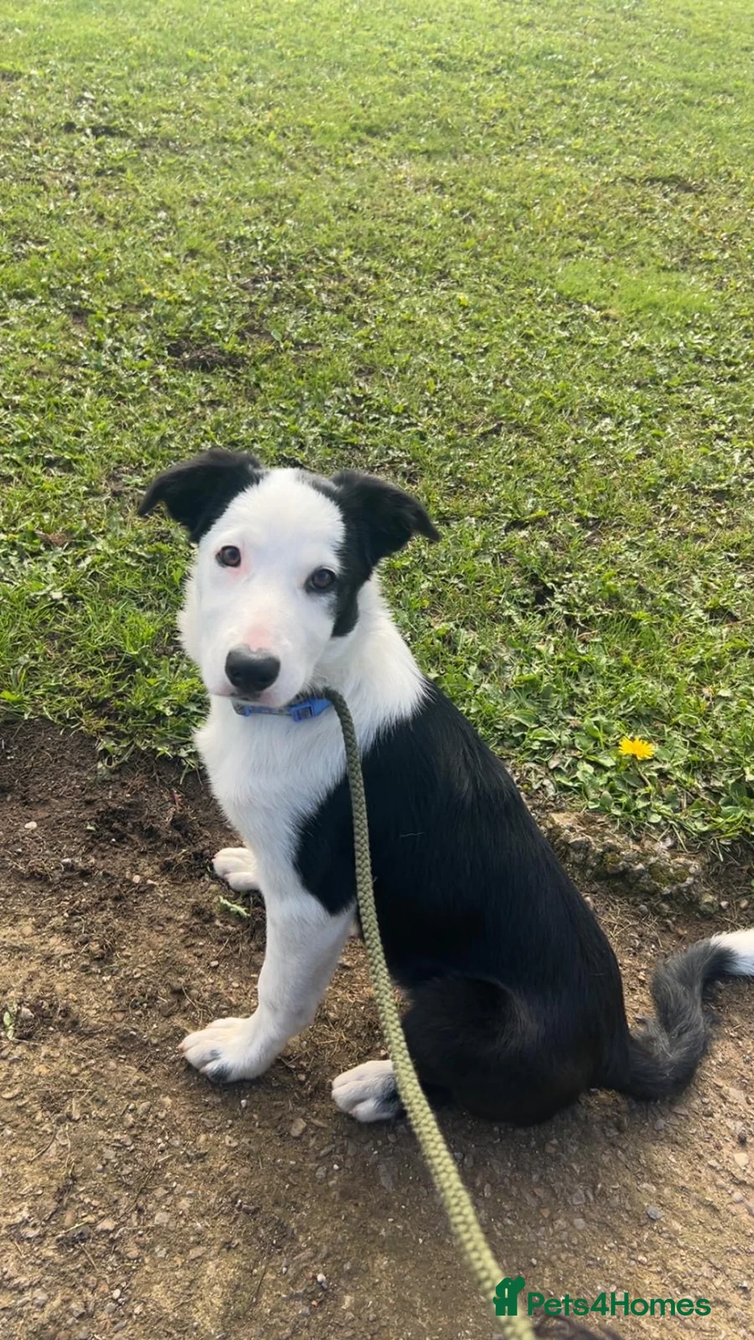 Border Collie dogs for sale: Border collie pip in Lutterworth - Advert 5
