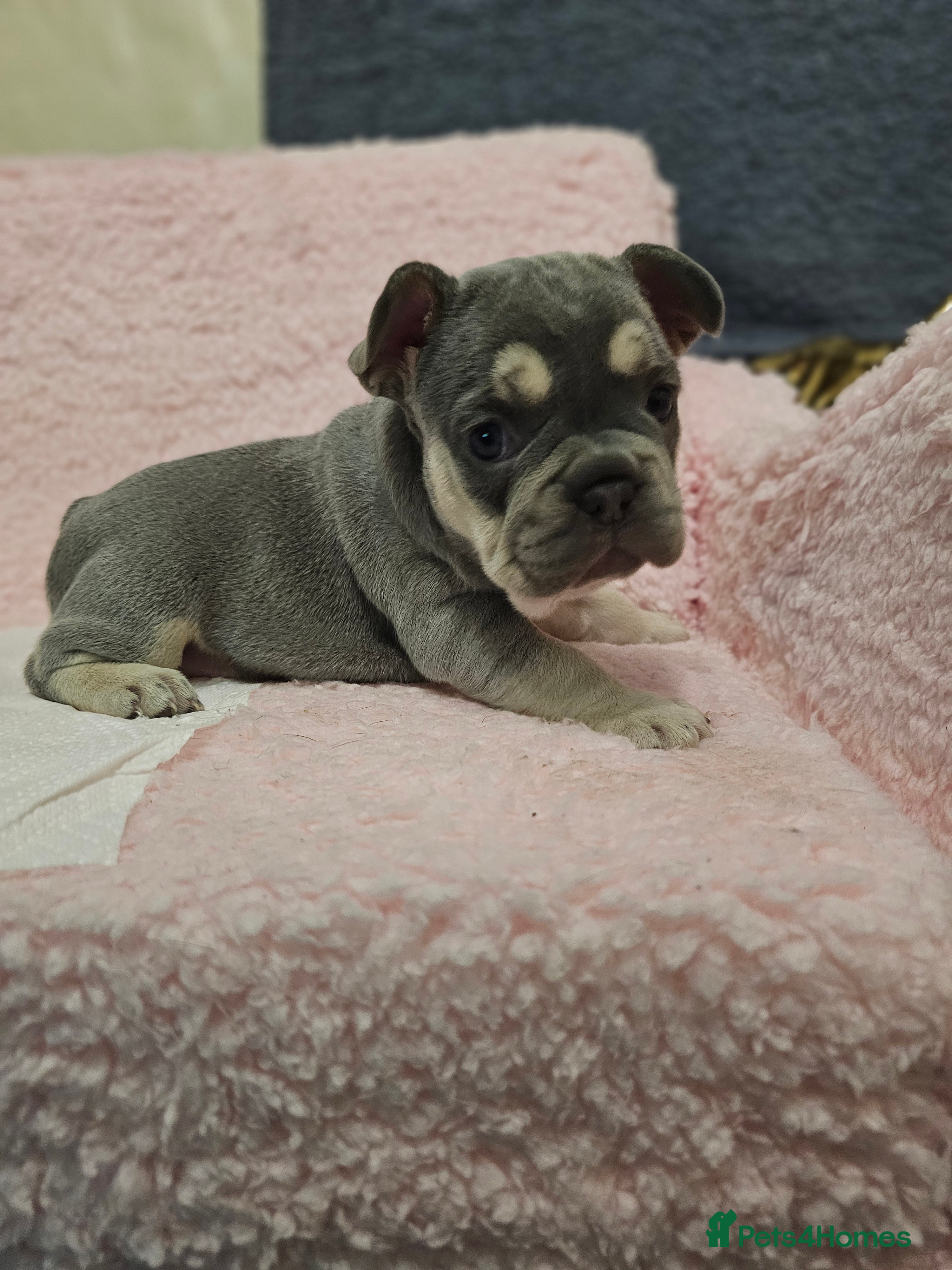French Bulldog dogs French bulldog puppies - Advert 16