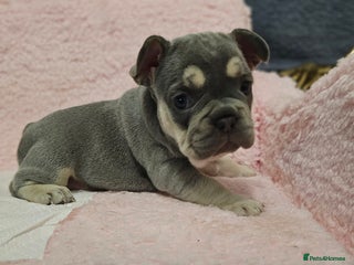 French Bulldog dogs French bulldog puppies - Advert 3