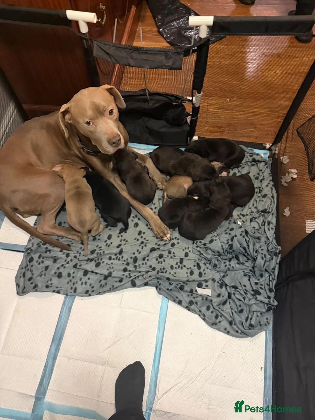 Mixed Breed dogs for sale: 8 Beautiful Mastiff x Staff x Black Mouth Cur Pups - Advert 1