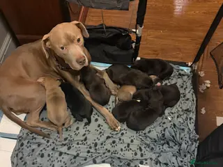 Mixed Breed dogs 8 Beautiful Mastiff x Staff x Black Mouth Cur Pups - Advert 14