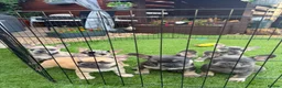French Bulldog dogs for sale: Last blue tan micro puppy available reduced price  - Advert 5