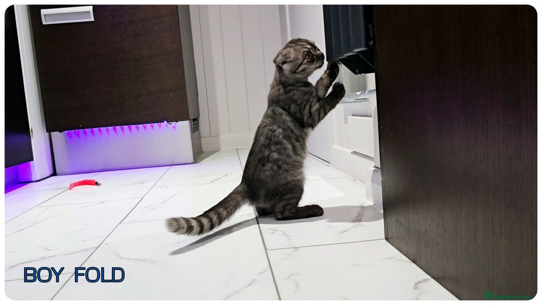 British Shorthair cats for sale: Chocolate Brown British Blue and Grey Fold Boys - Image 7