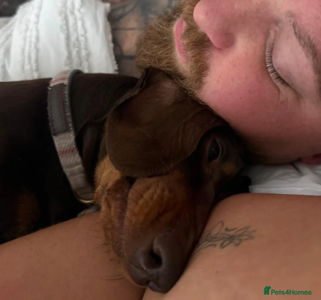Miniature Dachshund dogs for sale: Todd 🐶 in Accrington - Advert 2