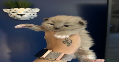 Ragdoll cats - Advert 2