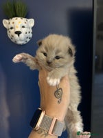 Ragdoll cats - Advert 2