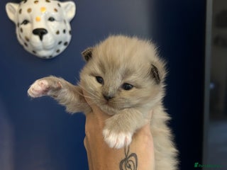 Ragdoll cats - Advert 11