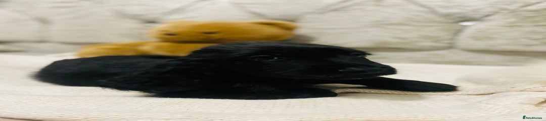 Cocker Spaniel Puppy 3