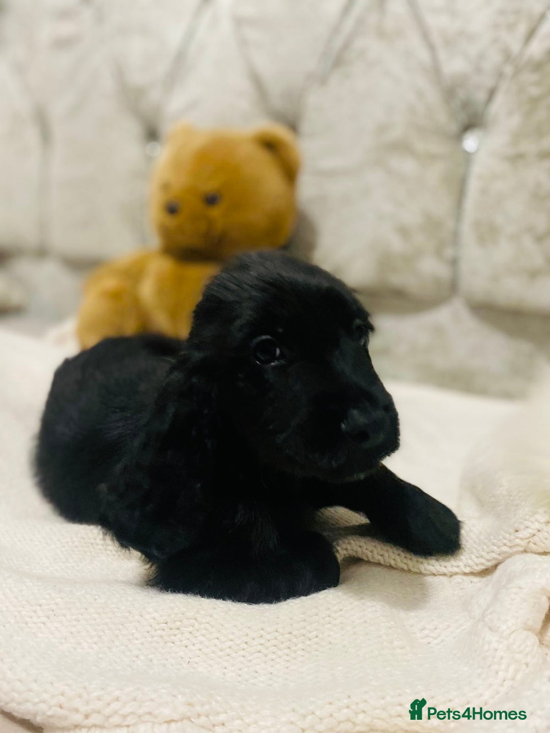 Cocker Spaniel dogs for sale: 3 boys 1 girl Ready to leave show cocker puppies  - Image 5