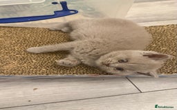 British Shorthair cats for sale: Price reduced Reg gccf Liliac BSH two female  - Image 31