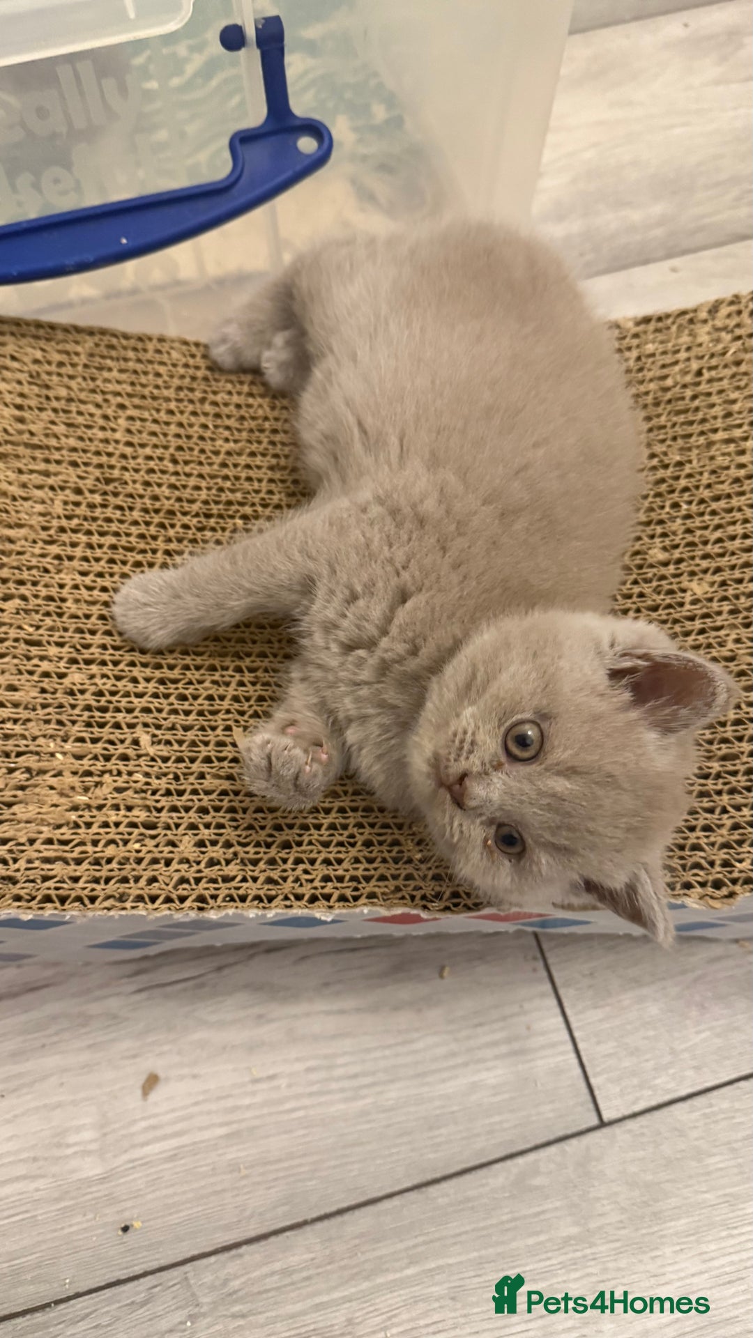 British Shorthair cats for sale: Price reduced Reg gccf Liliac BSH two female  - Image 31