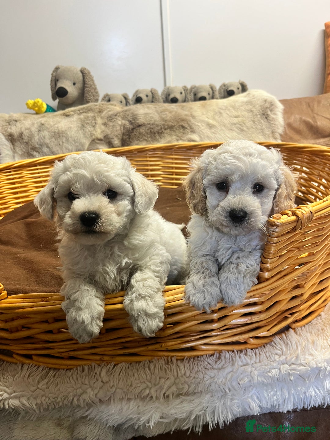 Poochon dogs for sale: Gorgeous Twin Brothers - Advert 2