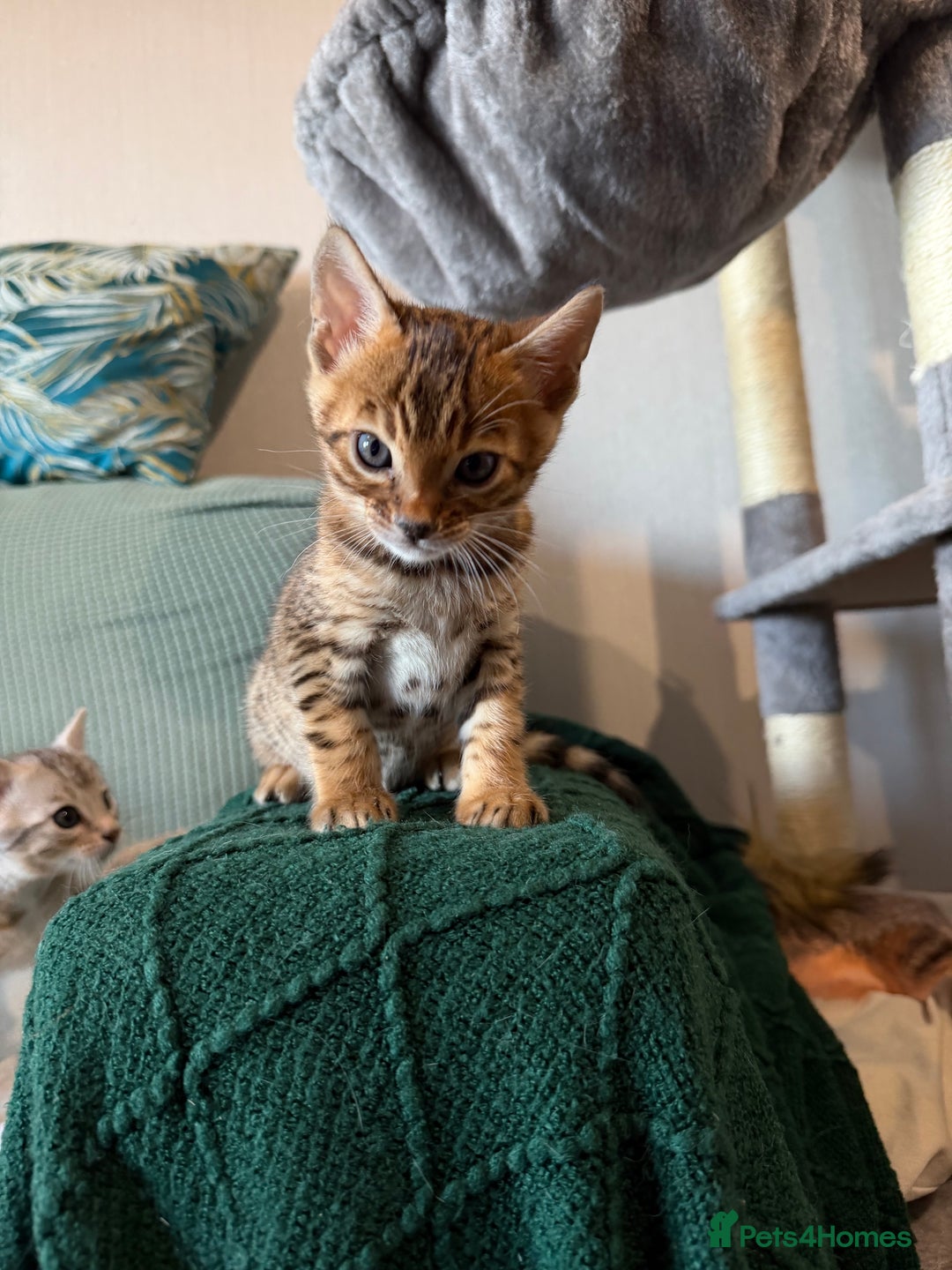 Bengal cats for sale: Bengal kitten. ONLY 2 left - Advert 6