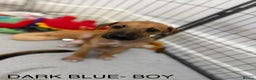 Lurcher dogs for sale: Saluki Bull Greyhound Puppies  - Advert 13