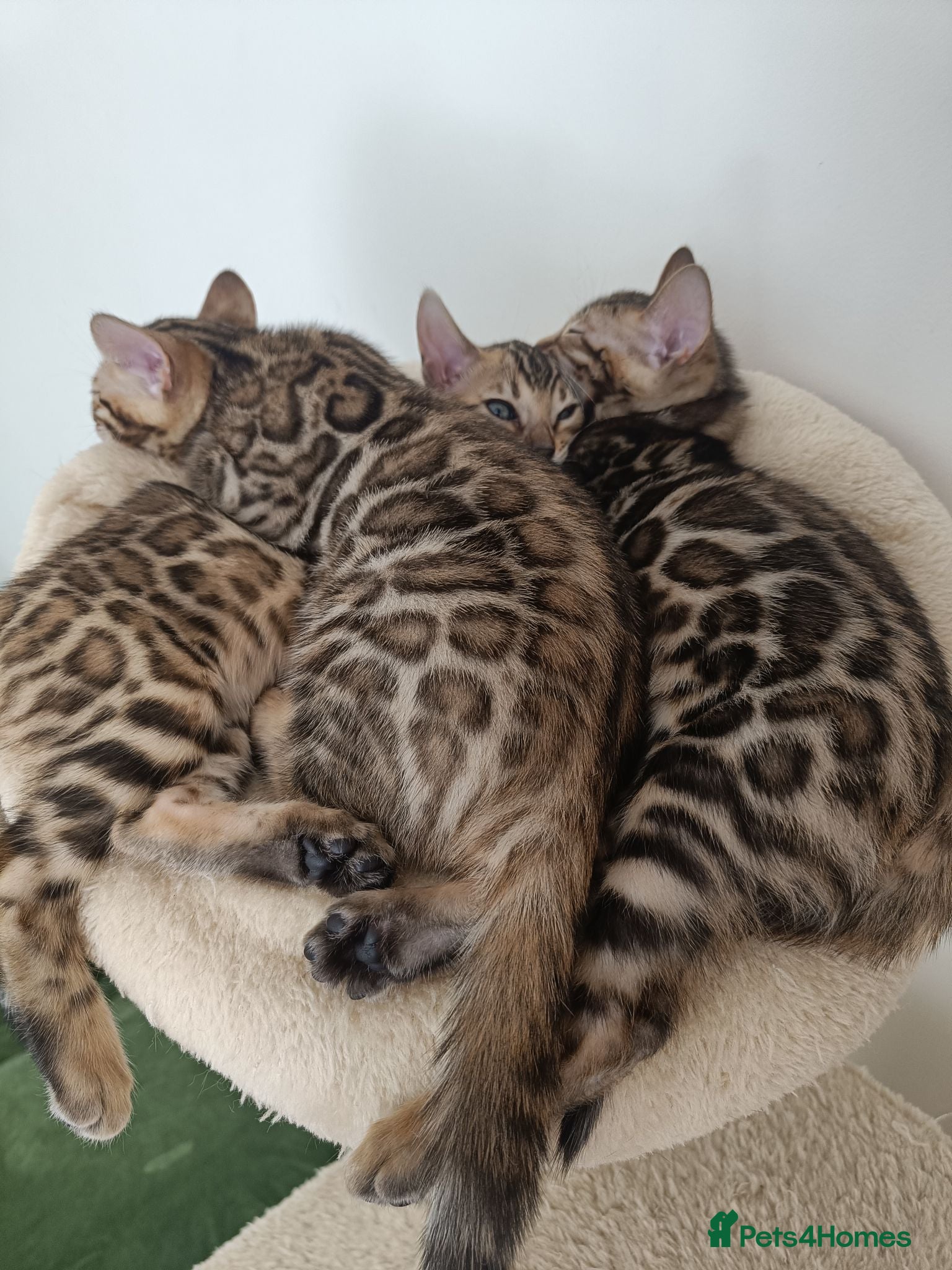 Bengal cats Absolutely beautiful pedigree bengal kittens - Advert 1