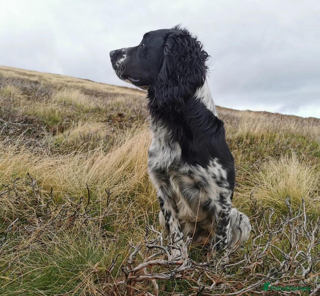 English Springer Spaniel dogs for stud: English Springer Spaniel For Stud - Health Tested in Kirriemuir - Advert 9