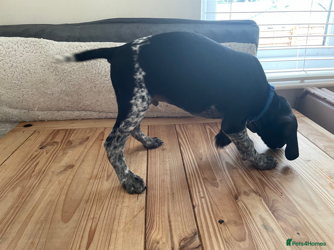 German Shorthaired Pointer dogs for sale: German Shorthaired Pointer Puppies - Image 12