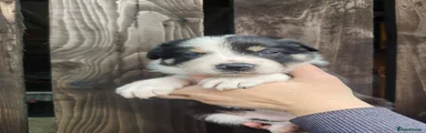 Border Collie Puppy 1
