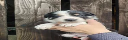 Border Collie dogs for sale: Border Collie Pups  - Advert 8