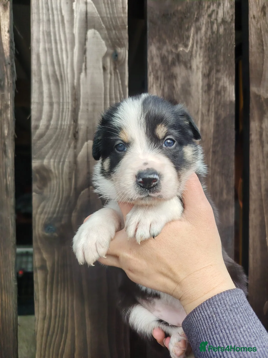 Border Collie dogs for sale: Border Collie Pups  - Advert 8