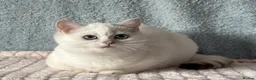 British Shorthair cats for sale: TICA Beautiful British Shorthair Kittens - Advert 17