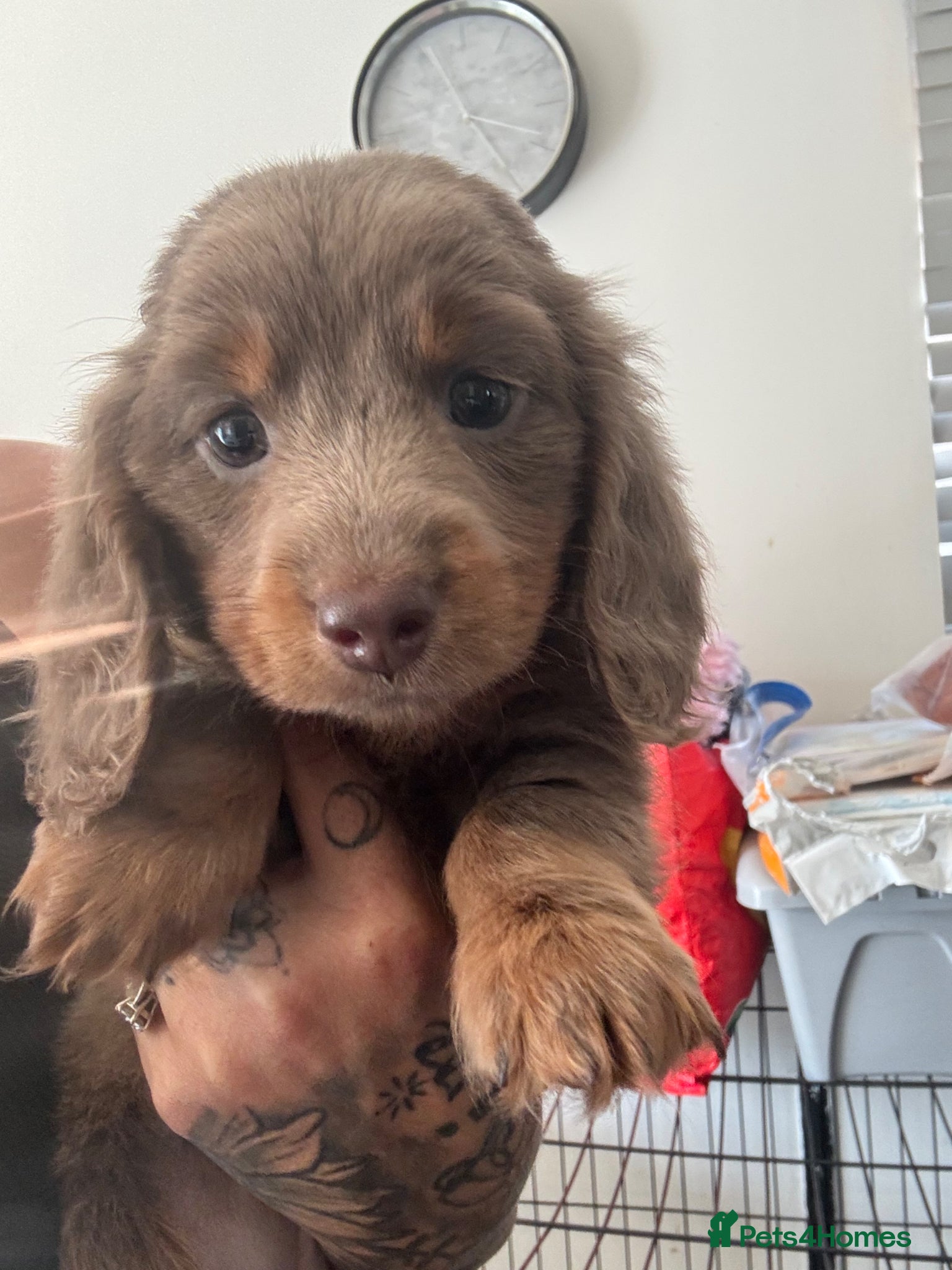 Miniature Dachshund dogs Long haired Miniature Dachshund girl - Advert 1