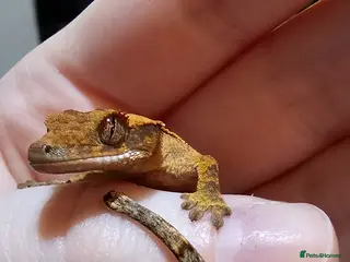 Gecko reptiles Baby crested geckos - Advert 22