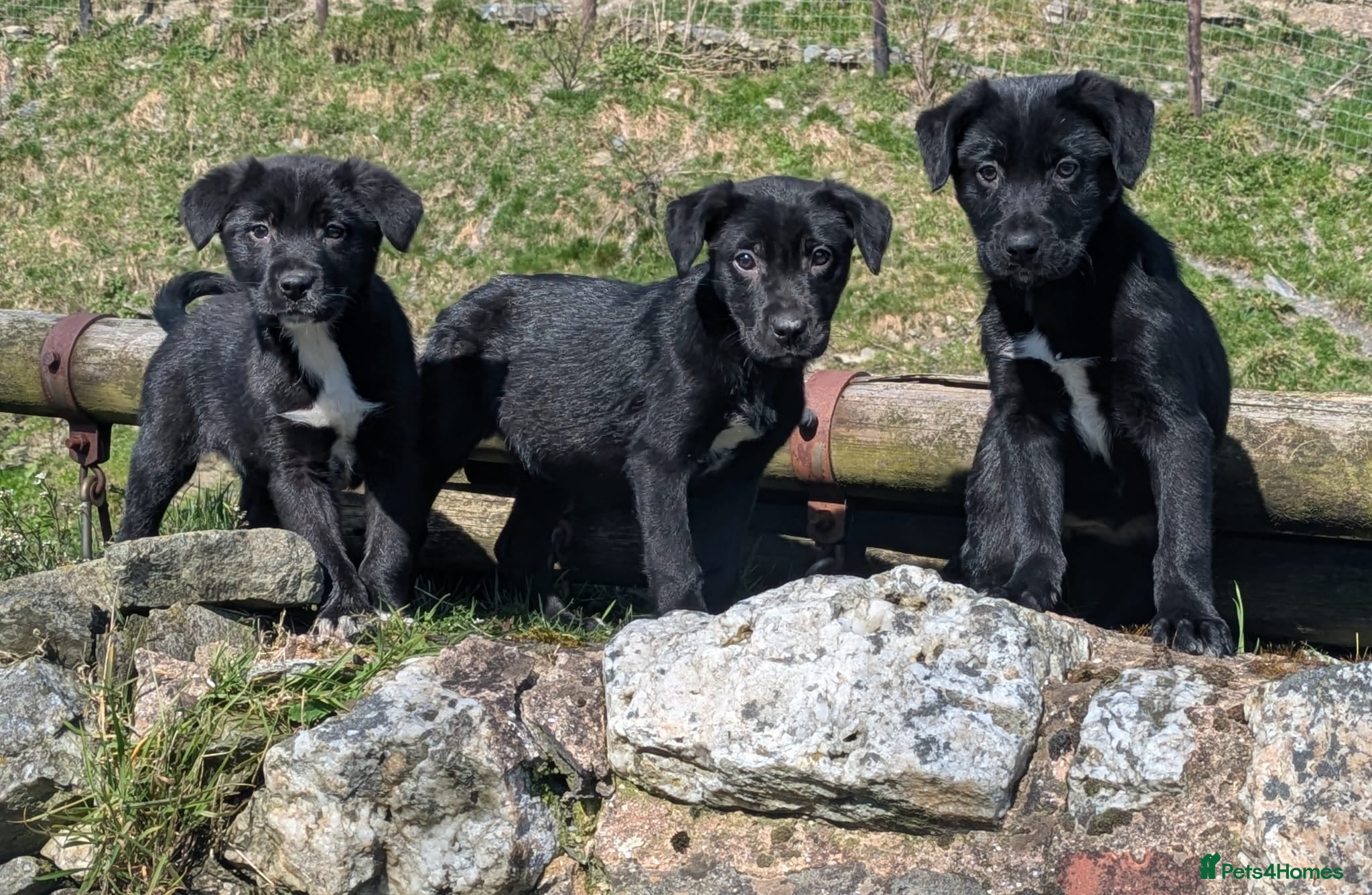 Borador dogs *Borador pups 3 female* READY NOW - Advert 2