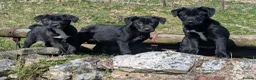 Borador dogs for sale: *Borador pups 3 female* READY NOW - Advert 1