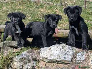 Borador dogs *Borador pups 3 female* READY NOW - Advert 4