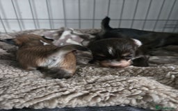 Mixed Breed dogs for sale: Mixed breed male pups - Image 9