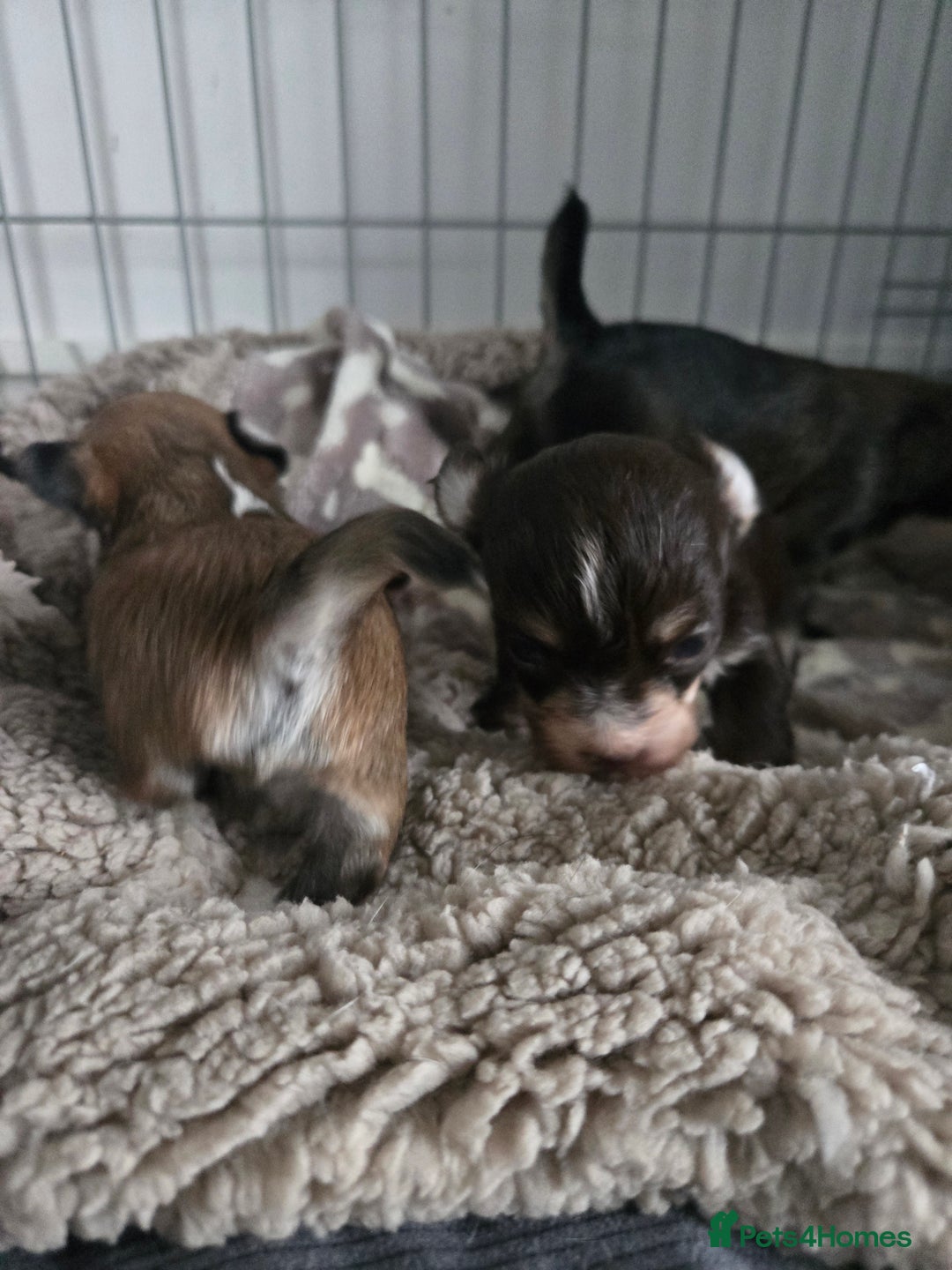 Mixed Breed dogs for sale: Mixed breed male pups - Image 9