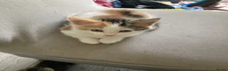 Mixed Breed cats for sale: Kittens -Ready now in Mold - Advert 6