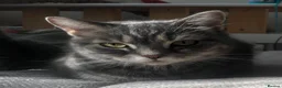 Turkish Angora cats for sale: Mia looking for a new home! - Advert 3
