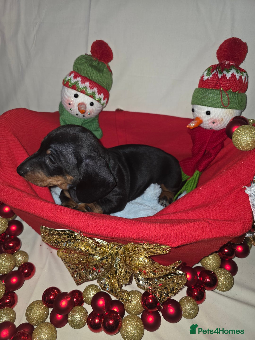 Miniature Dachshund dogs for sale: Miniature dachshund  - Advert 13