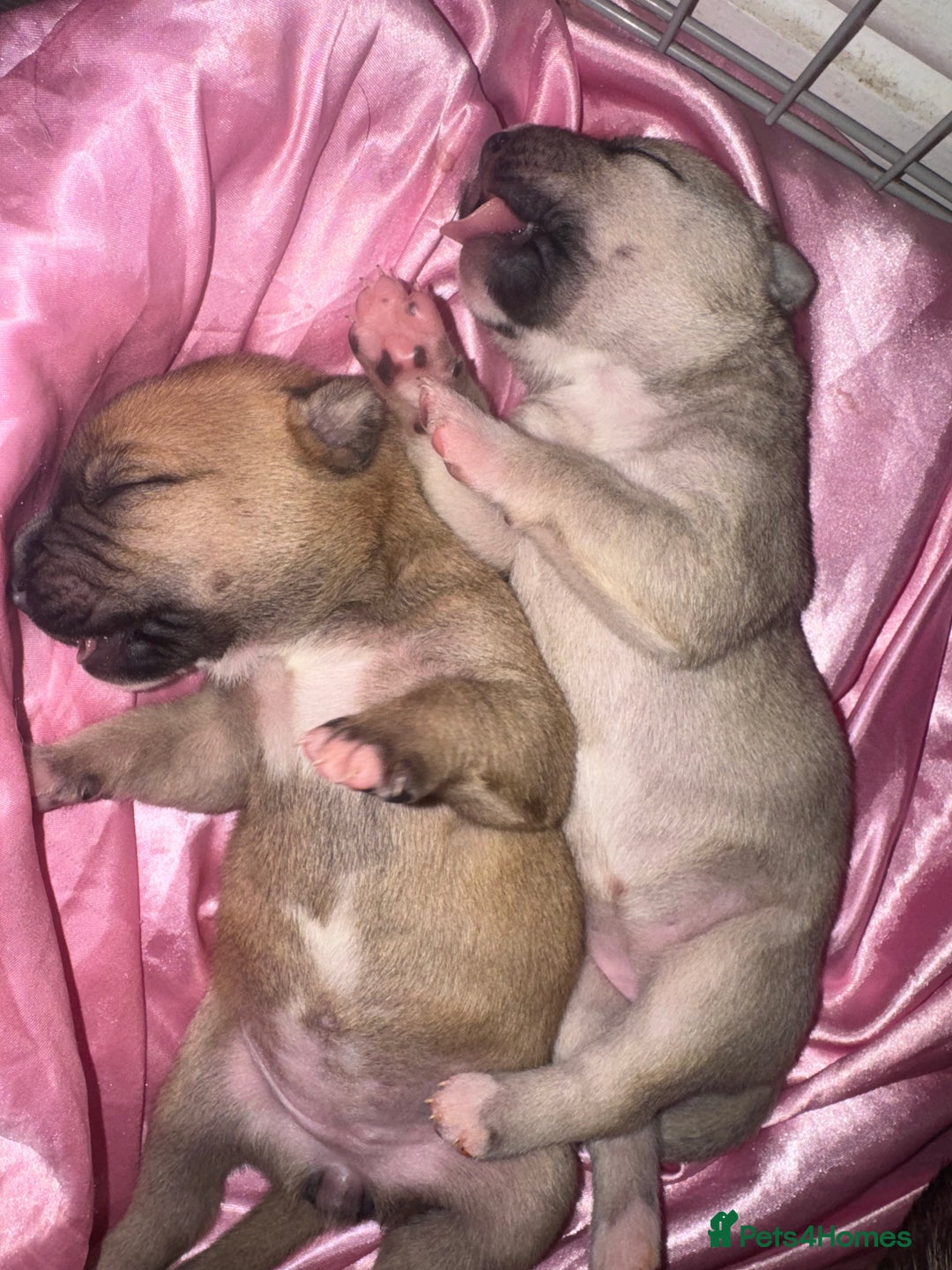 Mixed Breed dogs for sale: Husky x Staffy puppy’s ready now!  - Image 13
