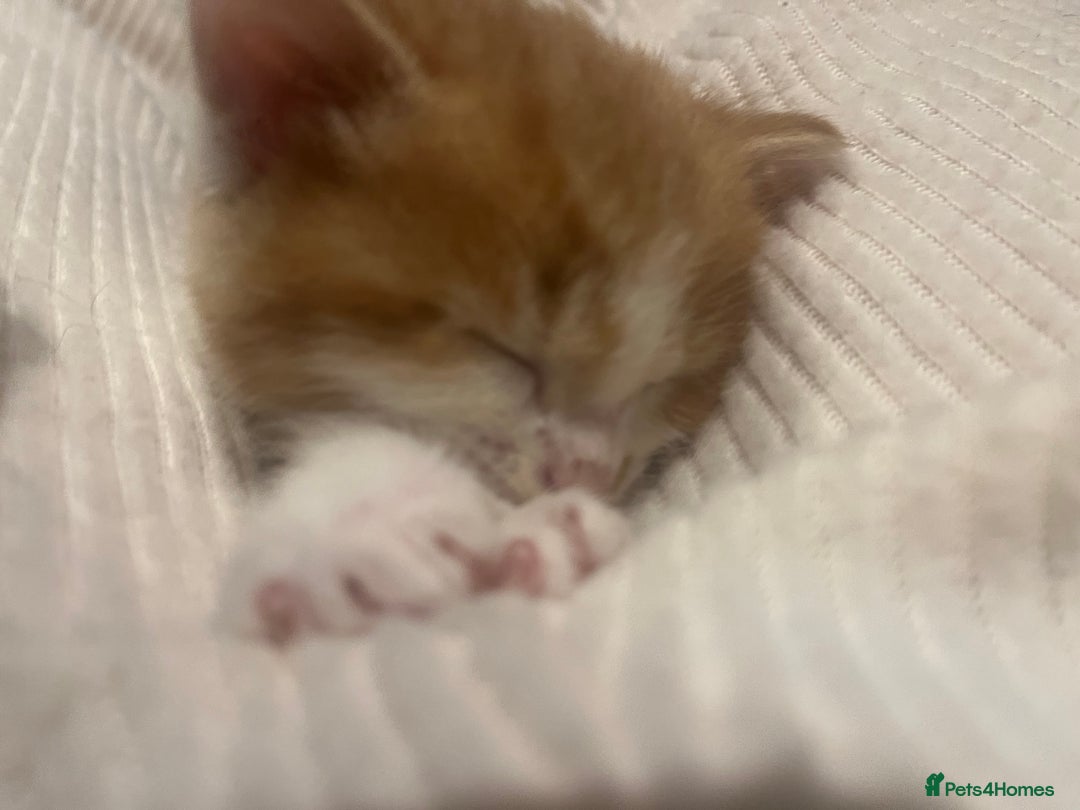 Mixed Breed cats for sale: Orange kitties 💕🍊 - Advert 4