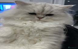 Persian cats for sale: Pure Persian golden kitten ( Persian ) in Isleworth - Image 20