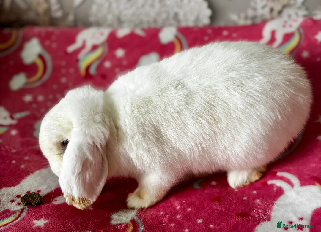 Mini Lop rabbits for sale: Beautiful Mini Lops Looking for 5-Star Pet Homes - Advert 14