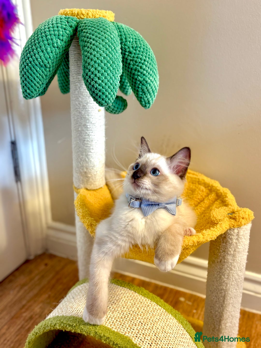 Ragdoll cats for sale: Show Quality TICA Reg Kittens - Champ Bloodline  - Image 6