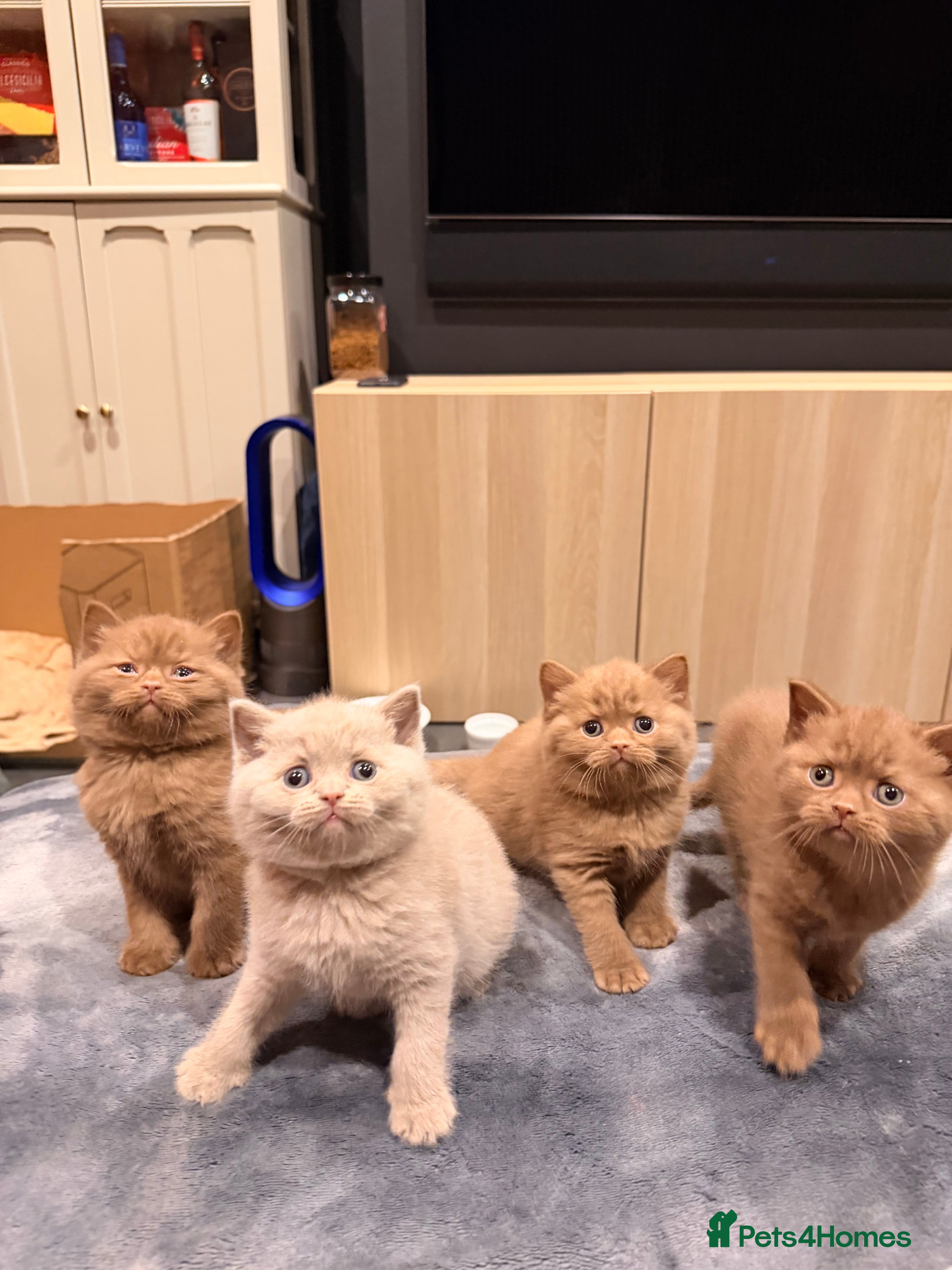 British Shorthair cats Cinnamon British shorthair kittens - Advert 1