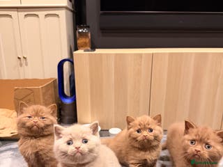 British Shorthair cats Cinnamon British shorthair kittens - Advert 1
