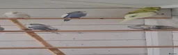 Budgerigars birds for sale: Baby budgies ready to leave now  - Advert 8